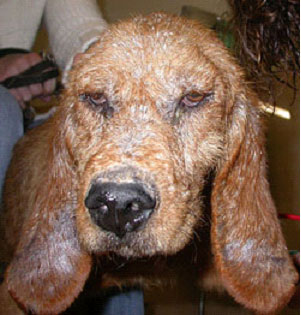 foto esmaniosi foto esmaniosi