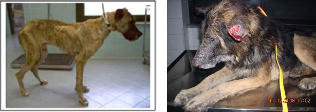 esmaniosi foto esmaniosi foto