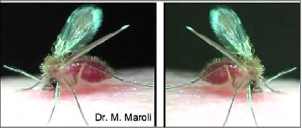 esmaniosi protezione